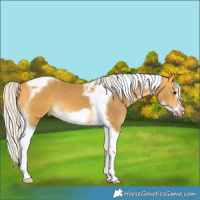 Horse Color:Silver Buckskin Tobiano Frame