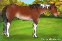 Horse Color:Bay Sabino Tobiano 