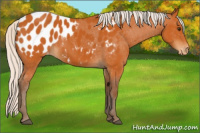 Horse Color:Silver Buckskin Appaloosa