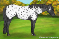 Horse Color:Black Appaloosa 