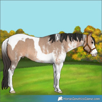 Horse Color:White Spotted Bay Dun Tobiano Rabicano