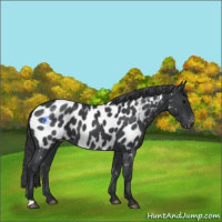 Horse Color:Blue Roan Near Leopard