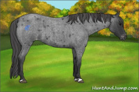 Horse Color:Blue Roan Appaloosa 