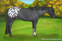 Horse Color:Blue Roan Appaloosa