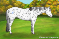 Horse Color:Blue Roan Leopard 
