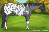 Horse Color:Blue Roan Near Leopard