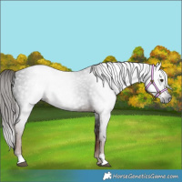 Horse Color:Gray Liver Chestnut Rabicano 