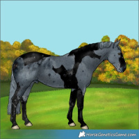 Horse Color:ERROR: UNKNOWN ANOMALY