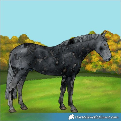 Horse Color:ERROR: UNKNOWN ANOMALY