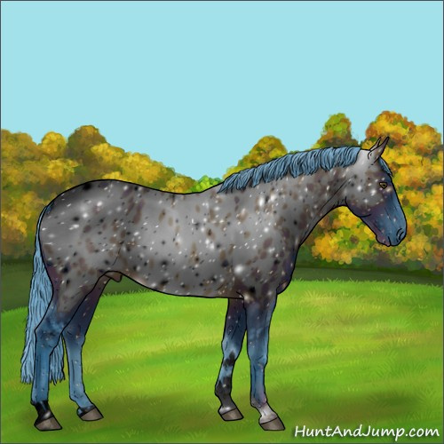 Horse Color:ERROR: UNKNOWN ANOMALY