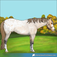 Horse Color:Buckskin Roan Blanket 
