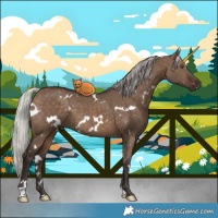 Horse Color:White Spotted Silver Brown Dun
