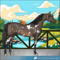 Horse Color:White Spotted Brown Dun 