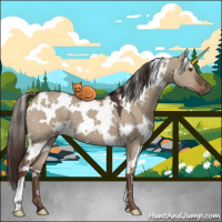 Horse Color:White Spotted Liver Red Dun 