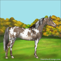 Horse Color:White Spotted Liver Red Dun