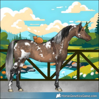 Horse Color:White Spotted Brown Dun 