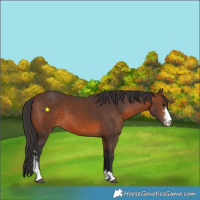 Horse Color:Brown Sabino 