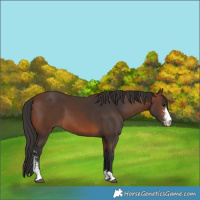 Horse Color:Brown Sabino 