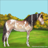 Horse Color:White Spotted Amber Champagne Onyx 