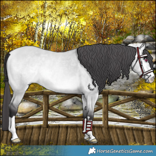 Horse Color:Buckskin Chinchilla Dun 