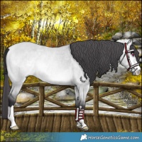 Horse Color:Buckskin Chinchilla Dun 