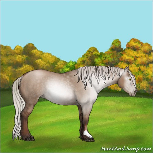 Horse Color:Gray Silver Grullo Pearl Rabicano 