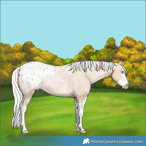 Horse Color:Silver Buckskin Pearl Splash Appaloosa Rabicano 