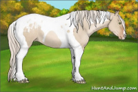 Horse Color:Silver Grullo Pearl Tobiano Appaloosa 