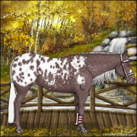 Horse Color:Chocolate Silver Black Chinchilla Near Leopard