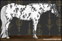 Horse Color:White Spotted Silver Black Chinchilla Near Leopard Rabicano 