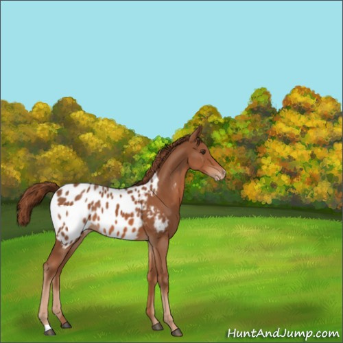 Horse Color:Chestnut Appaloosa Rabicano 