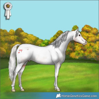 Horse Color:Silver Brown Appaloosa Rabicano 