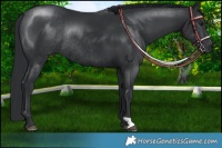 Horse Color:Black Chinchilla Rabicano 