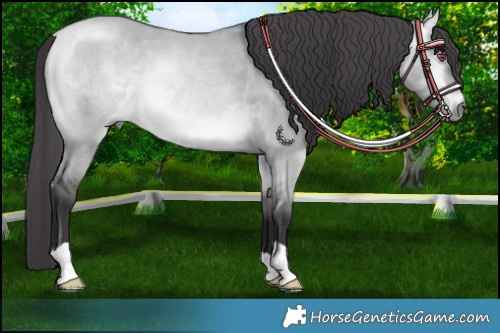 Horse Color:Buckskin Chinchilla Dun Rabicano 