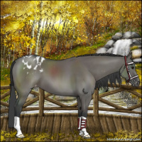 Horse Color:Grullo Varnish 