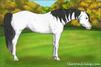 Horse Color:Blue Roan Splash Appaloosa 