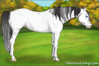 Horse Color:Brown Splash Appaloosa Rabicano 