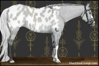 Horse Color:Silver Grullo Chinchilla Appaloosa 