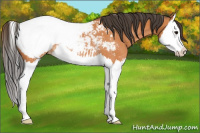 Horse Color:Bay Splash Appaloosa Rabicano 