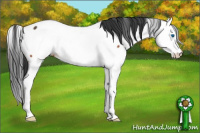 Horse Color:Brown Roan Splash Appaloosa