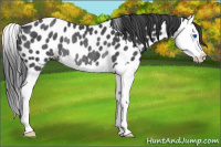Horse Color:Blue Roan Splash Appaloosa Rabicano 