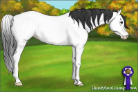 Horse Color:Blue Roan Splash Fewspot 