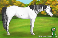 Horse Color:Blue Roan Fewspot Rabicano 