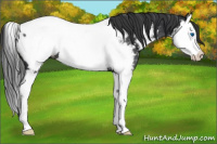 Horse Color:Black Splash Appaloosa Rabicano 