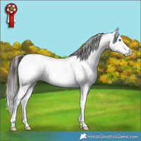 Horse Color:Blue Roan Splash Near Fewspot Rabicano 