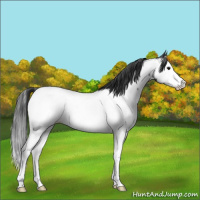 Horse Color:Blue Roan Splash Near Fewspot 