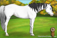 Horse Color:Blue Roan Splash Appaloosa 