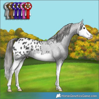 Horse Color:Black Splash Appaloosa Rabicano 