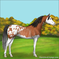 Horse Color:Bay Splash Blanket Rabicano 