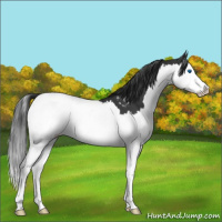 Horse Color:Black Splash Snowcap 
